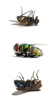 Dead fly-Three different species