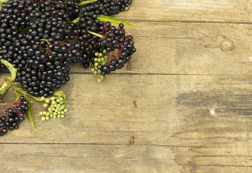 Elderberry fruit (Sambucus ebulus) in wooden background