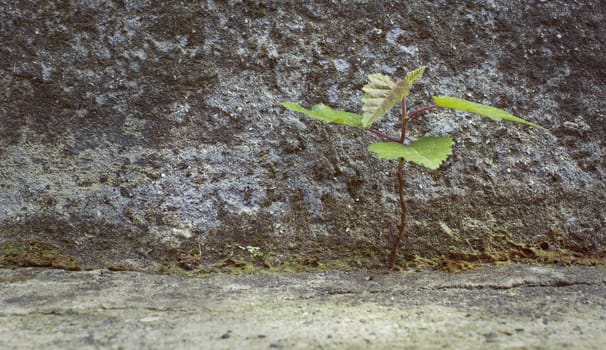 Sapling grow in a crevice of the wall concrete