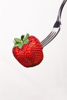 Strawberry in chocolate on a fork on isolated background