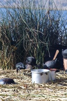 Island, sky, birds on Titicaca lake trip in Peru