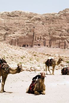 Tourist vacation in nabatean town Petra, beduins experience, Jordan