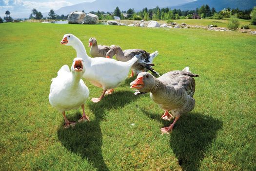 A pack of angry geese on a green grass loan attacking on camera. Lake and mountains on the back.