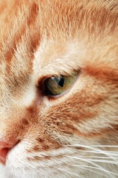 Cat portrait. Extreme closeup domestic ginger cat eye