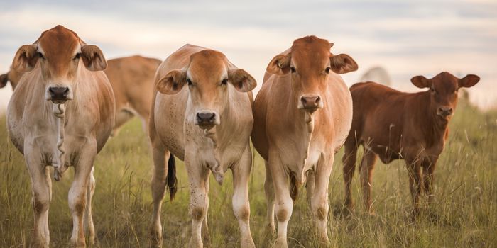 Heard of cows in a paddock during the day in Queensland