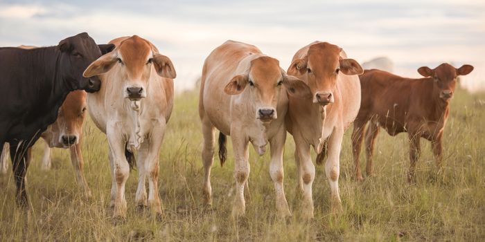 Heard of cows in a paddock during the day in Queensland