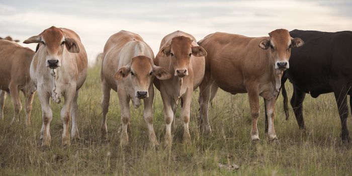 Heard of cows in a paddock during the day in Queensland