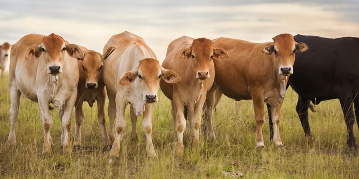 Heard of cows in a paddock during the day in Queensland