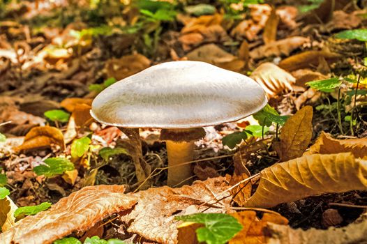 grown forest mushroom white among fallen leaves