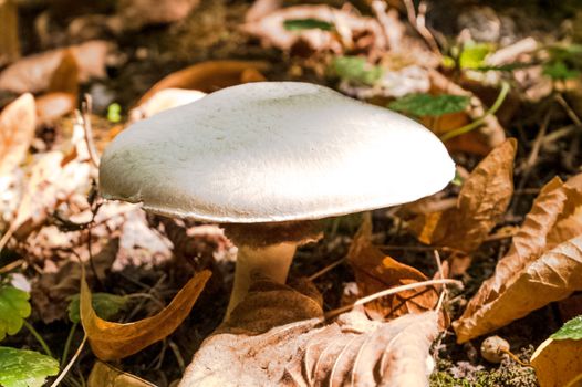 grown forest mushroom white among fallen leaves