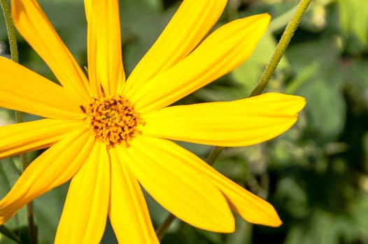 The blossoming blossomed yellow flowers in the summer afternoon under the sun