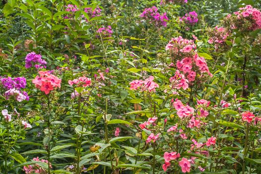 green garden from the blossoming a phlox and other flowers in the summer, sunny day