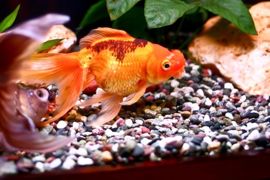 A goldfish in aquarium tank