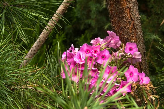 the beautiful blossoming flower phloxes among a green fir-tree
