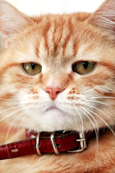 Cat portrait. Extreme closeup domestic ginger in red collar