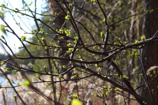 budding young green leaves on the tree branches. Background