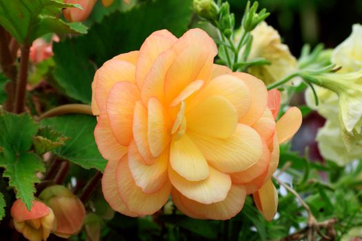 
This is a beautiful summer  flower, vibrant and colorful a stunner in the garden, or as a cut flower in the house.

