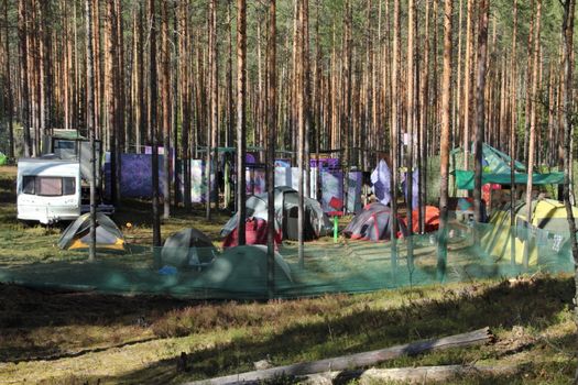 Camping in a pine forest. Many tents and trailers