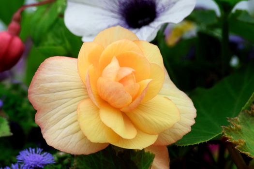 
This is a beautiful summer  flower, vibrant and colorful a stunner in the garden, or as a cut flower in the house.

