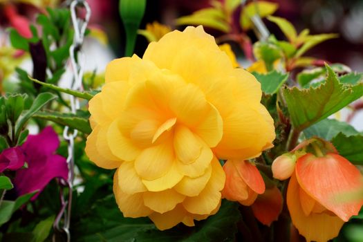 
This is a beautiful summer  flower, vibrant and colorful a stunner in the garden, or as a cut flower in the house.

