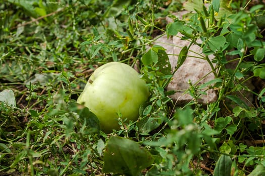 green apple lying on the grass in the garden