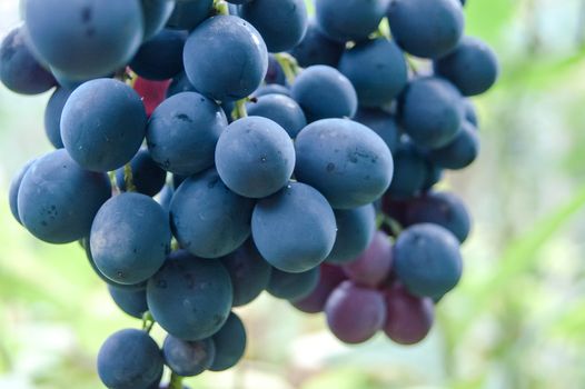 hanging bunch of ripe grapes on a dark blue light