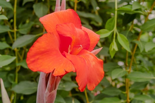 large red flower blossomed in the garden of a summer day