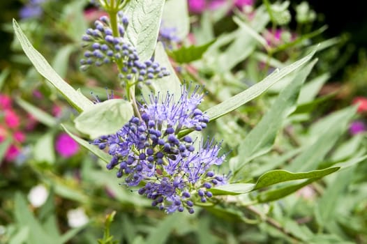 small blue flower blooming in the garden in the afternoon