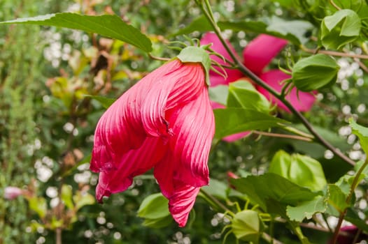 large red flower blossomed in the garden of a summer day