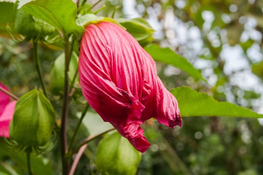 large red flower blossomed in the garden of a summer day