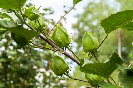 bunch of green grapes on a wild summer sun 