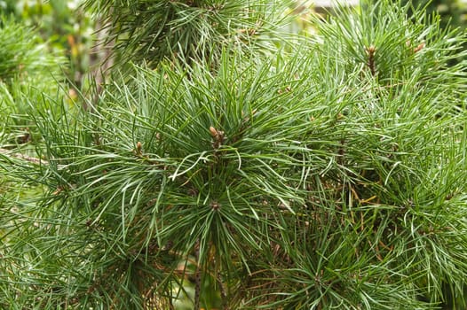 young beautiful needles of green color on a fir-tree 
