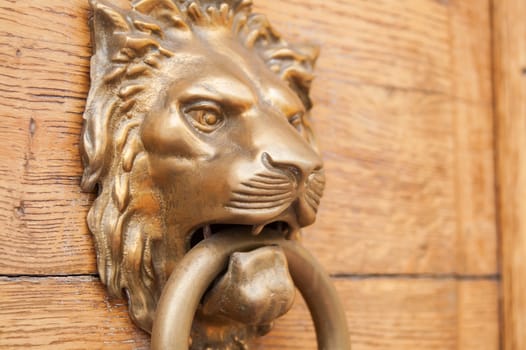 Majestic lion pen on old wooden door