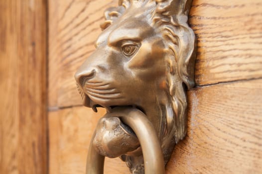 Majestic lion pen on old wooden door
