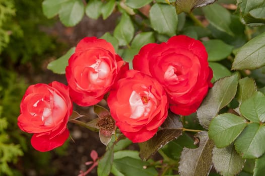 Beautiful red roses on a bush in the garden