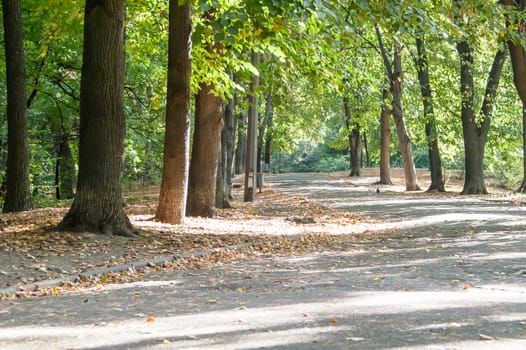 Beautiful park alley in the city in the fall