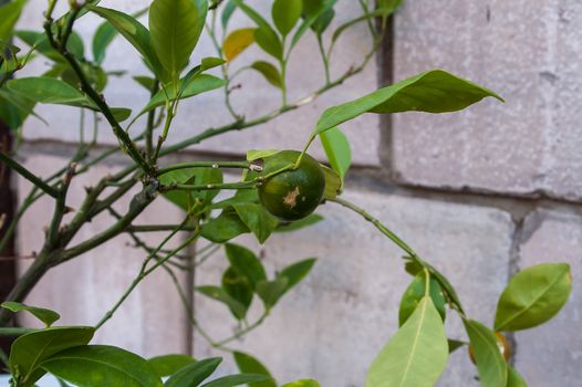 Growing green lemon on a bush in the city