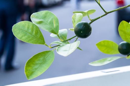 Growing green lemon on a bush in the city