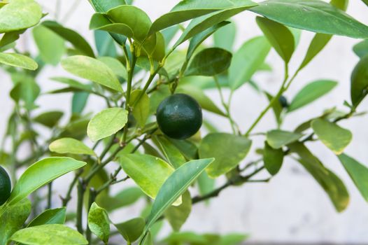 Growing green lemon on a bush in the city