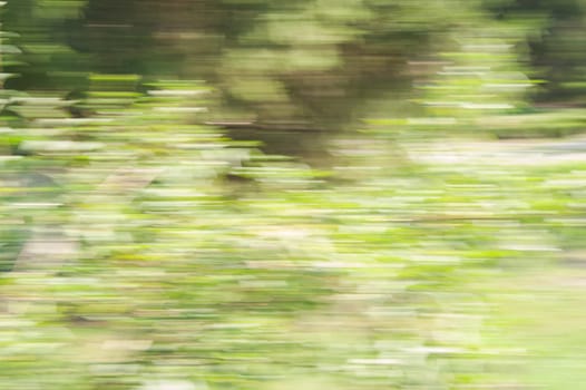 Abstract movement in the forest car on speed