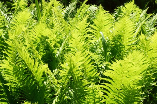 Ferns, one of the most ancient plants on the earth. Was around at the time of the Dinosaurs, millions of years in the past. Photographed "Contra Jour" for dramatic effect.