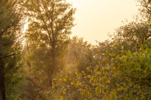 Beautiful sunset in autumn in the deciduous forest