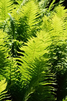 Ferns, one of the most ancient plants on the earth. Was around at the time of the Dinosaurs, millions of years in the past. Photographed "Contra Jour" for dramatic effect.