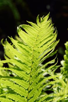 Ferns, one of the most ancient plants on the earth. Was around at the time of the Dinosaurs, millions of years in the past. Photographed "Contra Jour" for dramatic effect.