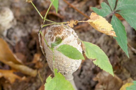 grown forest mushroom white among fallen leaves