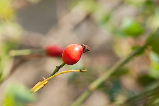 beautiful berry of wild rose on a bush