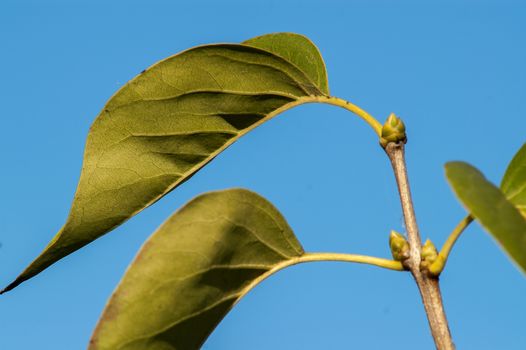 Green leaves in the autumn sun with blue sky