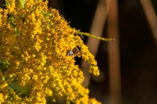 Bee on a yellow flower in the autumn leaf