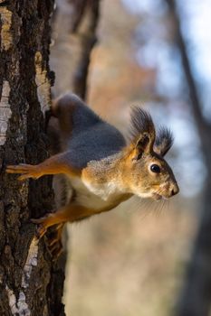 The photograph shows a squirrel in the snow