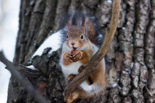 The photograph shows a squirrel on a branch